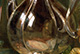 Banquet Still Life